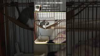 【癒し動画】ハンモックで暴れまわる子猫の悲劇【召喚獣はる短編】
