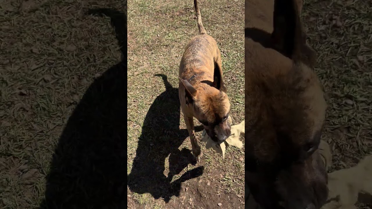 ZORA, a Adoptable mixed breed in Pagosa Springs, CO video 6/6