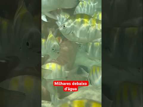 Nadando com os peixes na barreira de corais de Alagoas, onde o mar encontra o rio Tatuamunha.