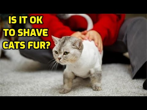 Can I Shave My Cat To Get Rid Of Mats?