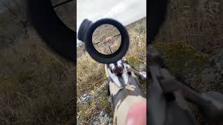 POV rifle elk hunt #wstrnelvtn #liveaction #elk #wapiti #kuiu #vortex #wildlife #bugle #wahbam