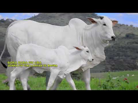 LOTE 17   CIAV 892   DONNA FIV CIAV