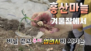마늘 추비와 엽면시비 시기는 ? 신품종 홍산마늘 재배법