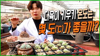 다육식물에게 가장 적합한 온도는 몇 도일까?? - 다육이키우기 적합한 온도는 알고 키우자!optimum te…