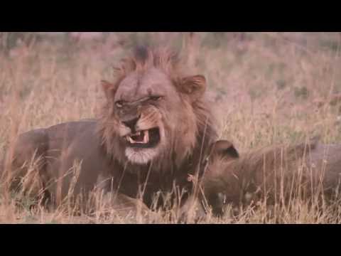 Cruel Crazy Beautiful World (Chris Sen Remix) - Johnny Clegg & Savuka