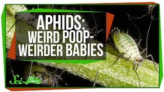 Aphids: Weird Poop, Weirder Babies