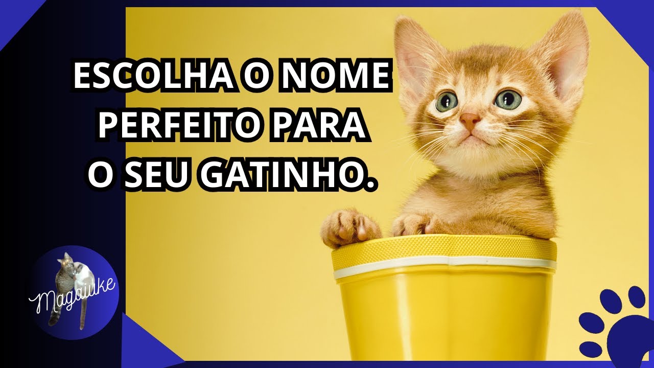 50 NOMES para cada Raça de gatos MACHOS E FÊMEAS!