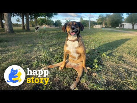 Meet Nalita: The Fastest Dog on Wheels | HAPP