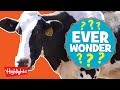 How Is Ice Cream Made Ever Wonder Highlights Kids