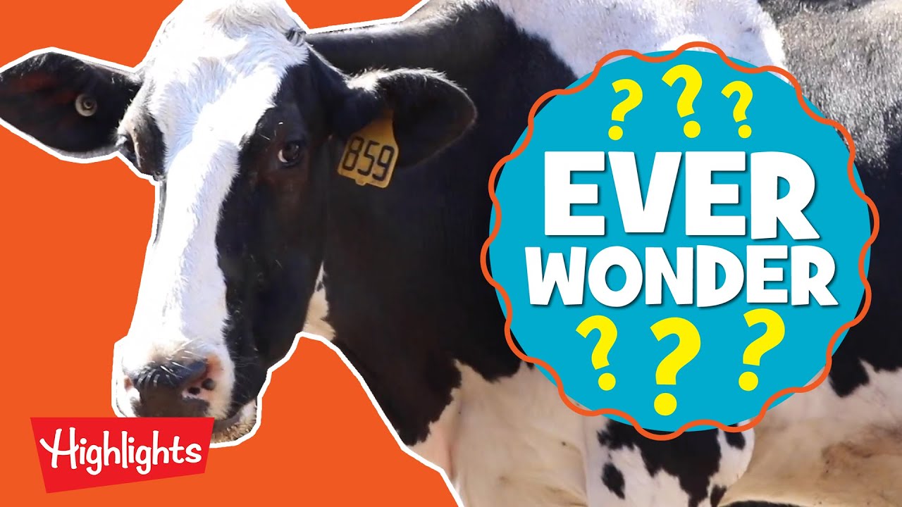 How is Ice Cream Made? | Ever Wonder? | Highlights Kids