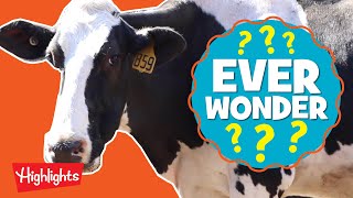How is Ice Cream Made? | Ever Wonder? | Highlights Kids