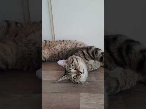 Mital Cat Yoga gerade