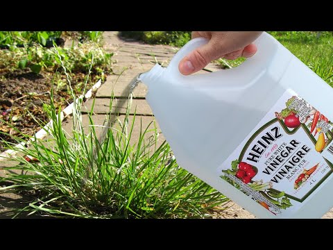 YouTube video about: Will vinegar in fountain harm birds?