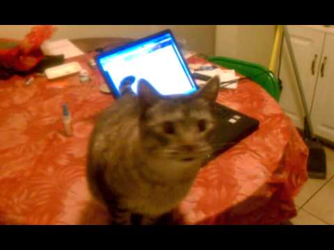 TYRONE THE WONDER CAT SPEAKS!