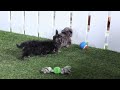 Havapoo dogs for sale: Polly - Video 1