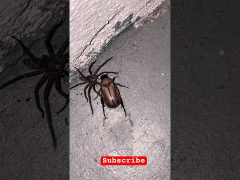 Spider Vs Bug 🕷️🪲 #shorts  #nature #fight