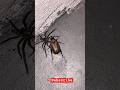 Spider Vs Bug 🕷️🪲 #shorts  #nature #fight