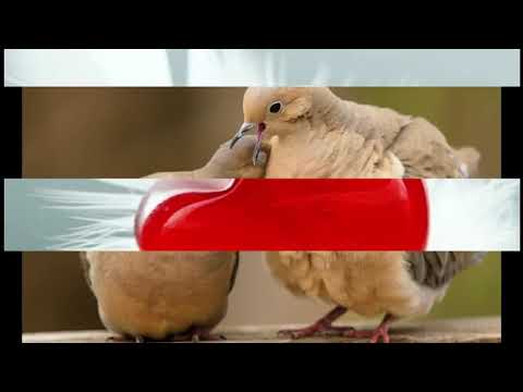 አልቻለም አንጀቴ ሄደተሻገረ መንገደኛዉ እግሬ የብቻዉን ቀረ❤❤❤❤❤