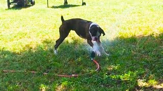 Funny Dogs vs. Sprinklers (2018)