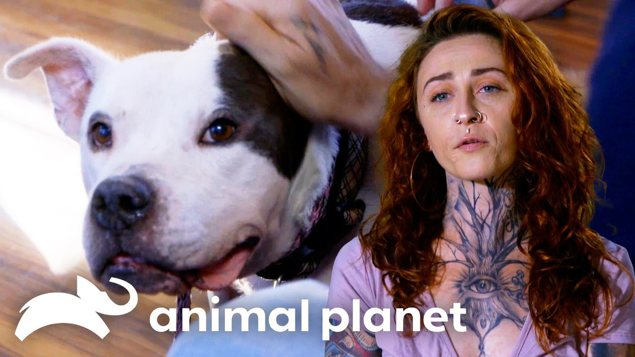 Will Magoo Get Adopted?! | Pit Bulls and Parolees | Animal Planet