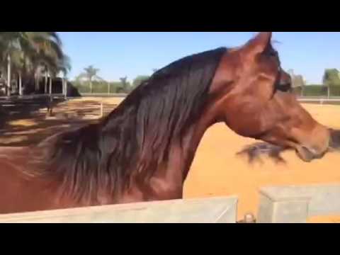 רויאל אלבינה/royal alabina