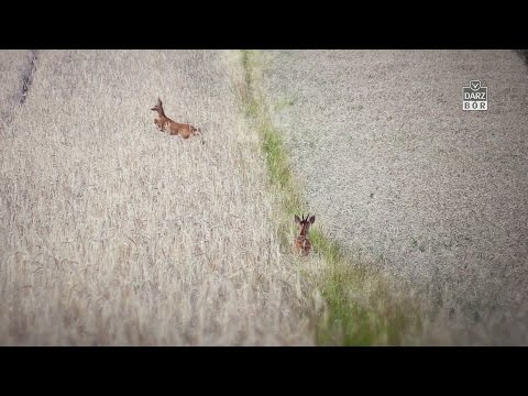 Darz Bór odc. 110 - Wszystko co powinieneś wiedzieć o wabikach
