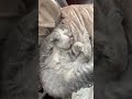 А как спят ваши котики?😂😂😂 #кот#котята#сон#после#вечеринка#отдых