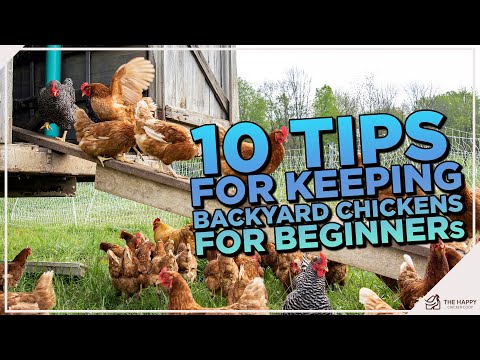 Chicken Whisperer's Guide: Top 10 Tips for Exceptional Backyard Poultry Care!