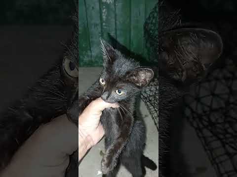 Adoção responsável Povoado alto da madeira, jacaré dos homens Alagoas.