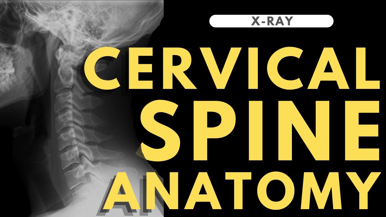 Cervical spine anatomy | Radiology anatomy part 1 prep | C-spine X-ray interpretation