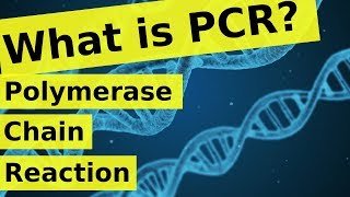 What is Polymerase Chain Reaction? | PCR Explained