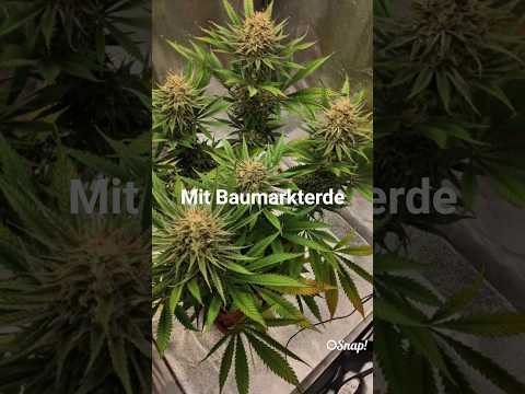 Indoor Grow Medical Mass in Baumarkterde | Viparspectra XS1000 | 80x80 Secret Jardin Growzelt