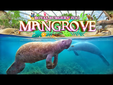 Zoo Tours: Mangrove | Royal Burgers' Zoo
