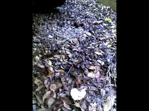 What a blown differential sounds like