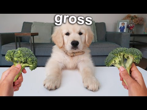 ¡Mi cachorro bebé revisa la comida por primera vez!