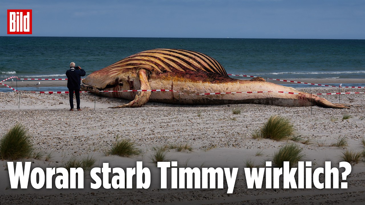 Timmy wird aufgeschnitten!