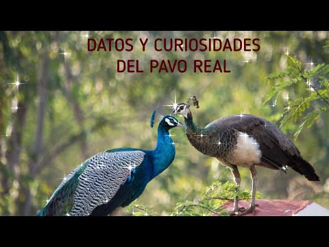 DATOS Y CURIOSIDADES DEL PAVO REAL 🦚🦚🦚
