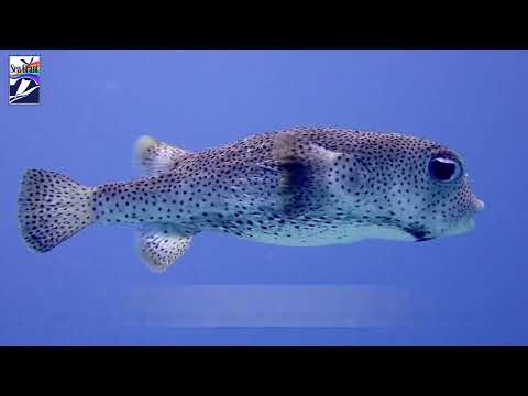 Hanauma: Live From the Reef X