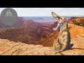 The Ancient ‘Mammals’ that Reigned Before the Dinosaurs