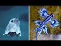 Most ADORABLE Sea Creatures