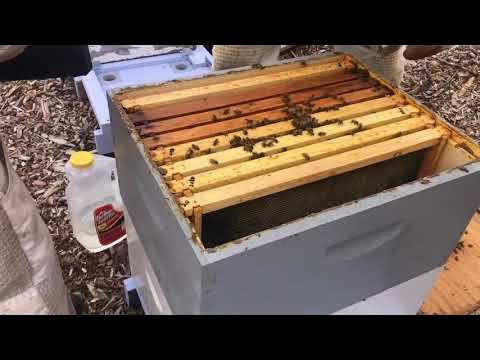 Moving hives to Migratory pallets