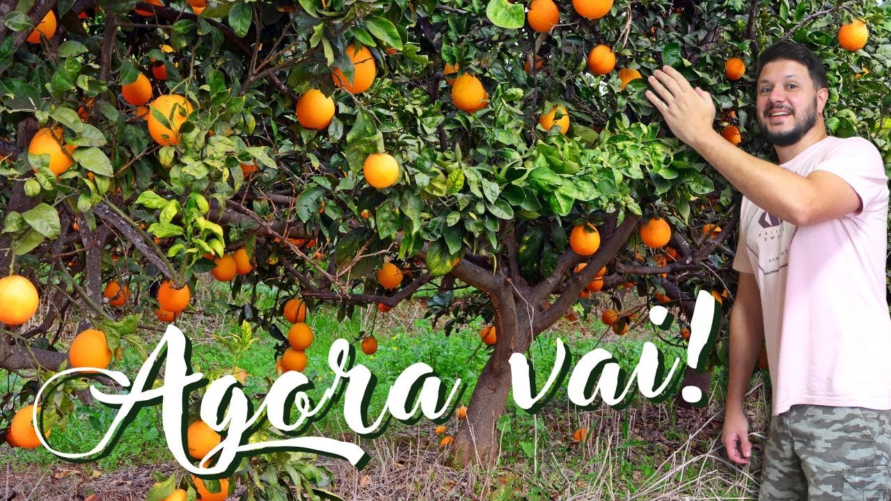 COMO PLANTAR LARANJA, LIMÃO E MEXERICA / FIM DAS PRAGAS