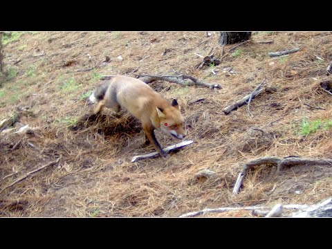 Driven Fox Hunt with Chiappa Triple Crown 20G, Jagd, Jack Russells and Beagles Victoria 14/06/2025