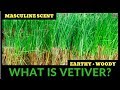 What Is Vetiver? All About Vetiver Fragrances W/Bruno Fazzolari 🌿🌿🌿