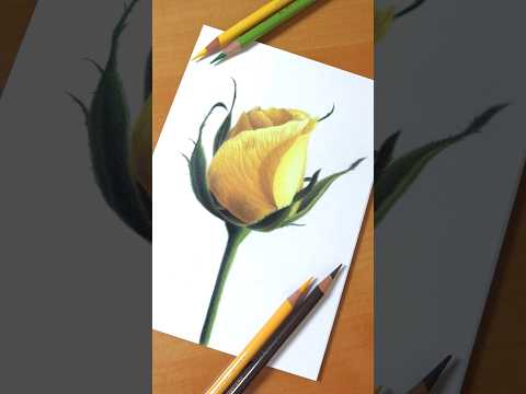 Yellow Rose, from my class How to Draw Flowers with Colored Pencils #drawing #flower #coloredpencil