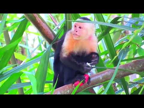 img-video