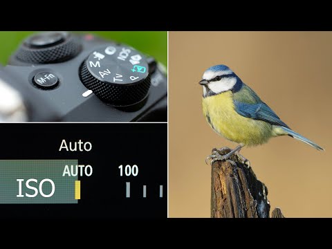 Wildlife Photography for BEGINNERS - My Suggestion for EXPOSURE MODE