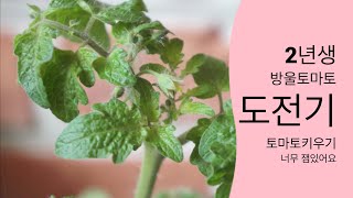 생후2년된 토마토