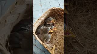 Download lagu Anakan Cigun Ciblek Gunung Cepak #burungkicau #cigun #kicaumania mp3