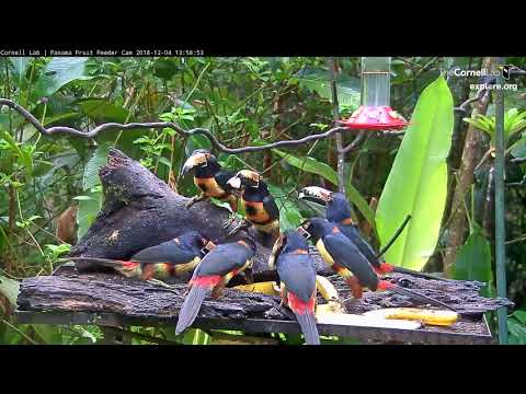Collared Aracaris Dig In On Panama Fruit Feeder Cam – Dec. 4, 2018